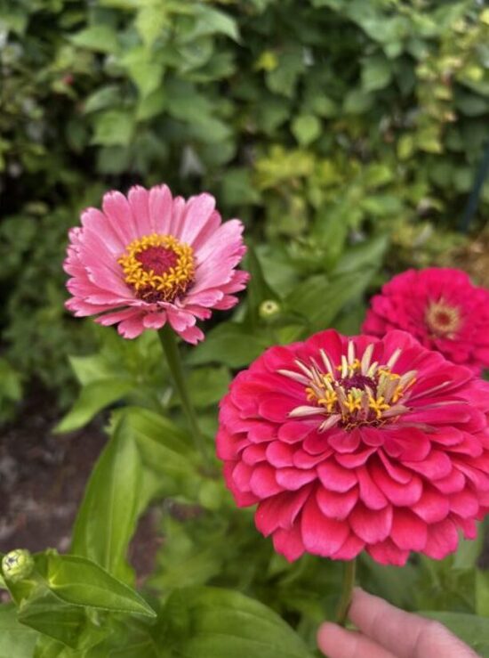 Cinnija  'Exquisite' 0,3 grami